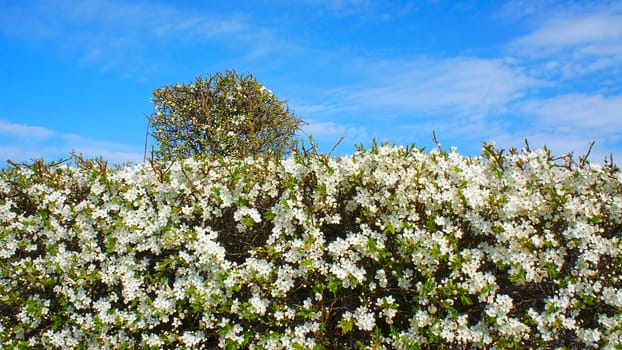 a hedge of a flowering shrub