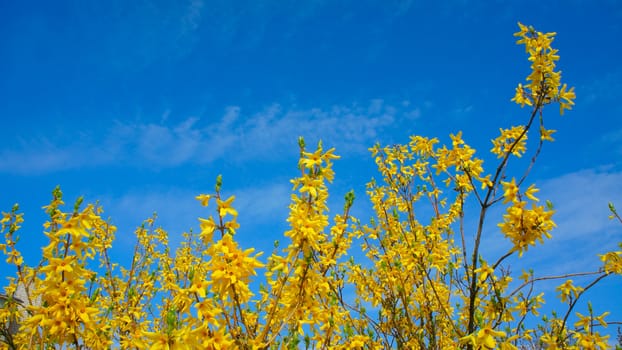 Forsythia blossoms against the sky