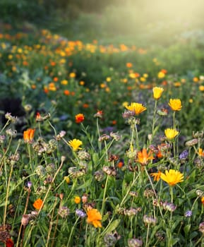 Colorful autumn garden flowers meadow field beauty