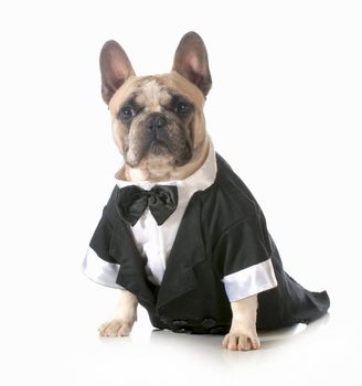 handsome dog - french bulldog dressed up wearing tuxedo isolated on white background 