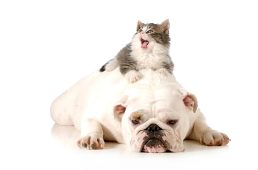 dog and cat - bored english bulldog with surprised kitten laying on top of her back isolated on white background 