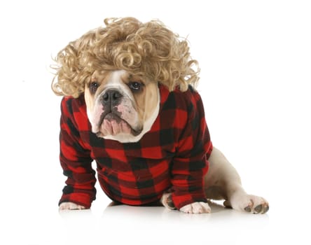 redneck dog - english bulldog humanized with blond wig and plaid jacket isolated on white background