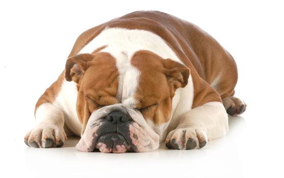sleeping dog - english bulldog sleeping isolated on white background 