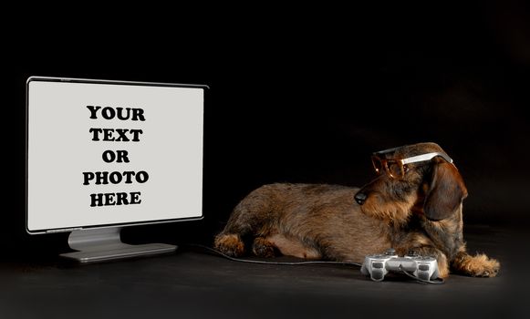 High Tech Dog - Dachshund playing with gaming system looking at monitor isolated on black background