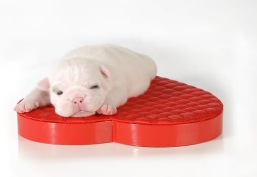 newborn puppy - two week old english bulldog puppy laying on red heart isolated on white background