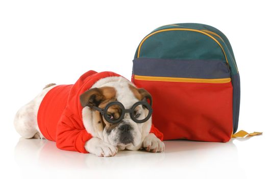 dog obedience training - english bulldog wearing glasses and sweater laying down beside backpack