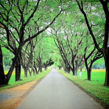 Road through row of green trees wtih retro filter effect