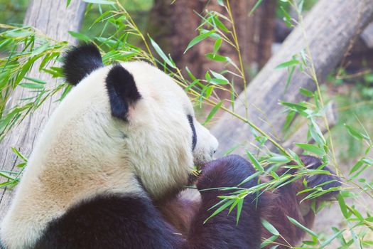 huge panda a bear is bamboo escapes