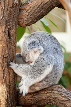 koala a bear sits on a branch of a tree and sleeps