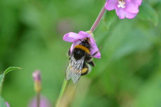 bee on purple flower sucking nectar