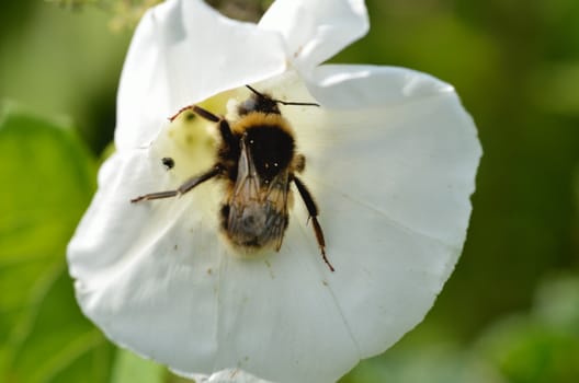 Bee feeding on bindweed flower