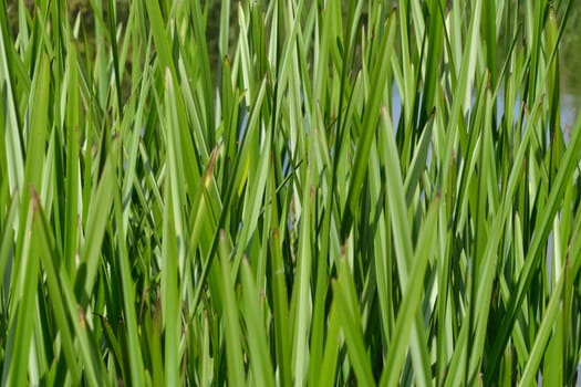 Green Reeds with water behind