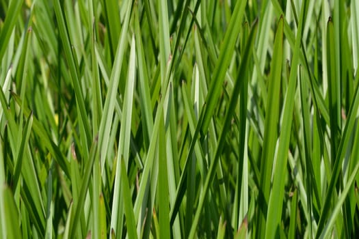 dense Green reeds 