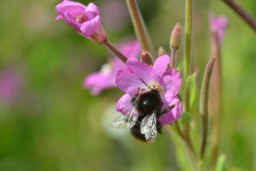 Bee Pollinating Wild Flower