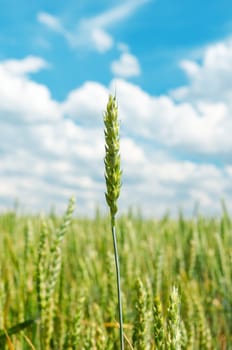 ear of wheat over field. soft focus