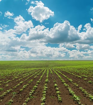 spring field with green sunflowers and cloudy sky