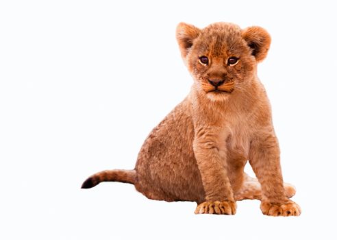 Cute lion cub isolated on a white background