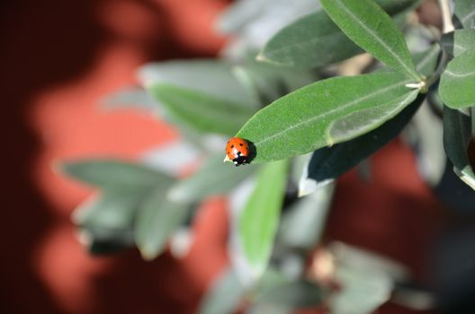 A ladybird in close up on the leave of an olive tree