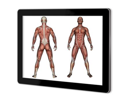 Human Anatomy - Male Muscles  show  on tablet  made in 2d software isolated on white