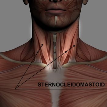 Human Anatomy - Male Muscles made in 3d software with highlighting  sternocleidomastoid