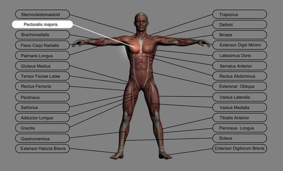High resolution concept or conceptual 3D human anatomy and muscle isolated on grey background as metaphor to body
