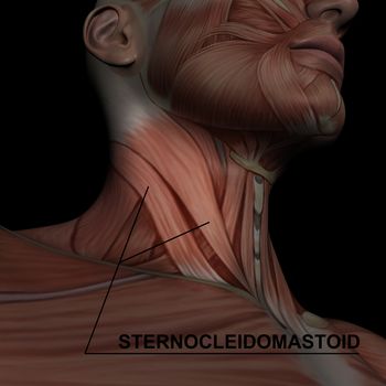 Human Anatomy - Male Muscles made in 3d software with highlighting  sternocleidomastoid