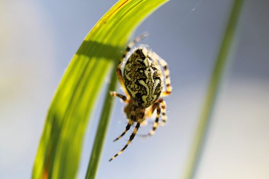 Spider sitting in its web.This is a european garden spider.