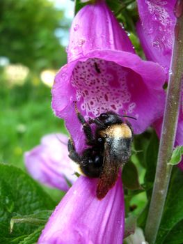 the bumblebee in a flower of beautiful lilac bluebell