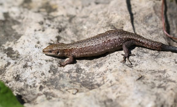 spotted lizard on a stone rock