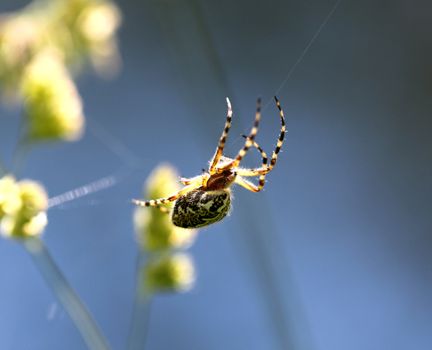 The spider is sitting on a spider web against the sky