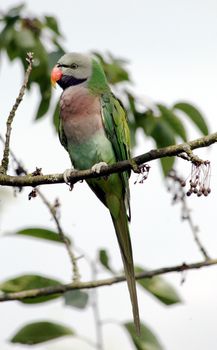 Male moustached parakeet (Psittacula alexandri fasciata)