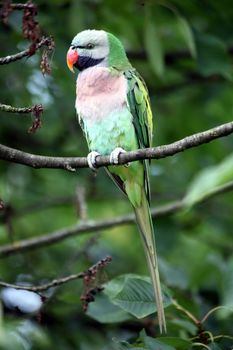 Male moustached parakeet (Psittacula alexandri fasciata)