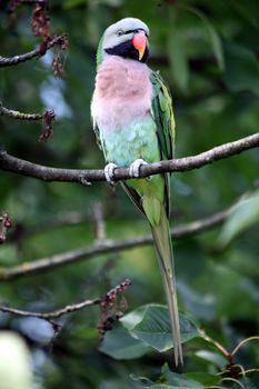 Male moustached parakeet (Psittacula alexandri fasciata)