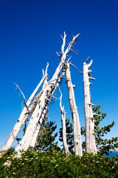 A group of dead and now white pine trees on Mount Hood in Oregon