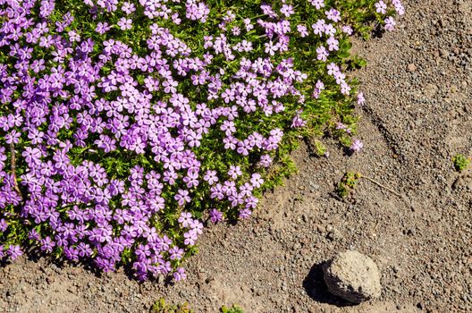 Purple flowers growing in a harsh mountain setting