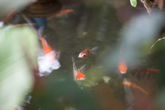 colorful koi fish in garden pool