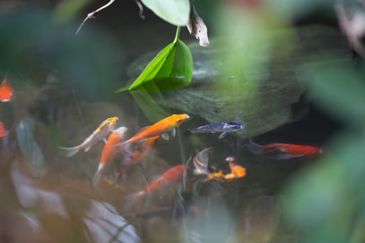 colorful koi fish in garden pool