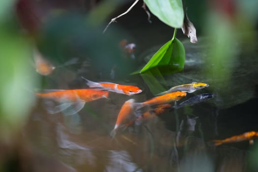 colorful koi fish in garden pool