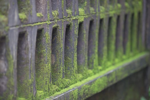 green moss on wall in nature