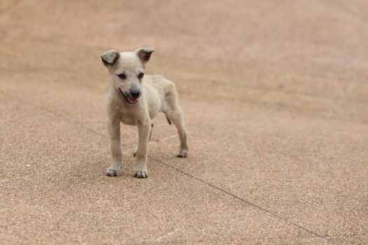 homeless little dog on street