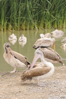 Great White Pelicans (Pelecanus onocrotalus) in near lagoon.