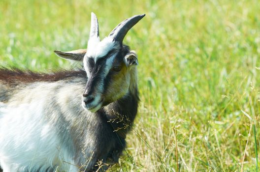 Goat grazing in a meadow on a summer morning