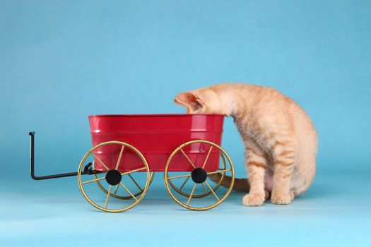 Adorable Little Baby Orange Tabby Kitten in Studio