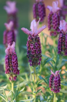 Lavender in the afternoon sun - Sugarberry Ruffles