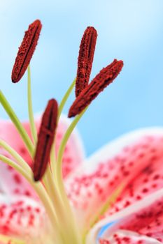 A beautiful pink stargazer lily flower abstract against blue sky  Selective focus