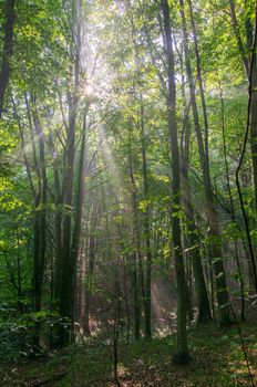 forest in fog with sun