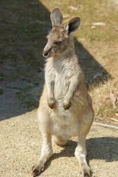 Young Great Grey Kangaroo, Freycinet National Park, Tasmania, Australia