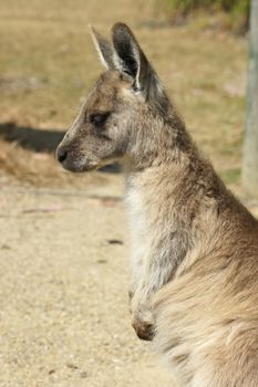 Young Great Grey Kangaroo, Freycinet National Park, Tasmania, Australia