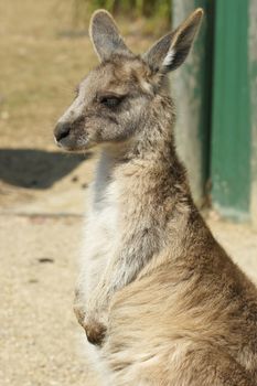 Young Great Grey Kangaroo, Freycinet National Park, Tasmania, Australia