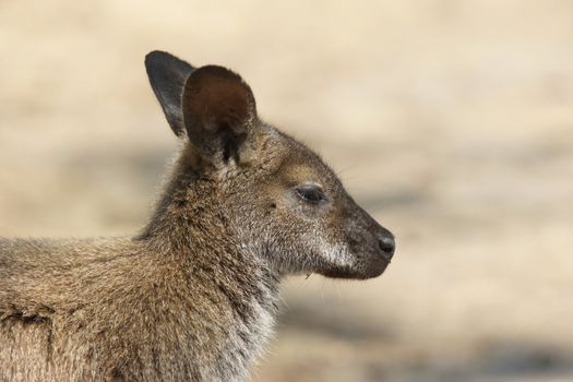 Bennett Wallaby, Freycinet National Park, Tasmania, Australia